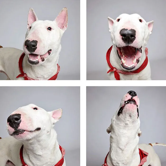 Fido - Adopted