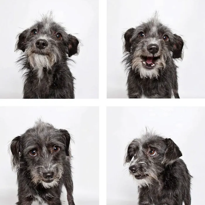 Bit O' Honey - Adopted