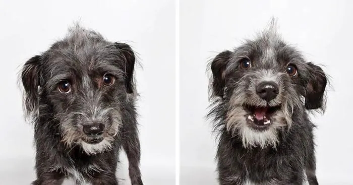 Shelter Dog Photobooth Pics Helps More Pups Find Forever Homes (25 pics)