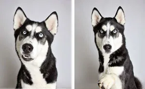 Shelter Dog Photobooth Pics Helps More Pups Find Forever Homes (25 pics)