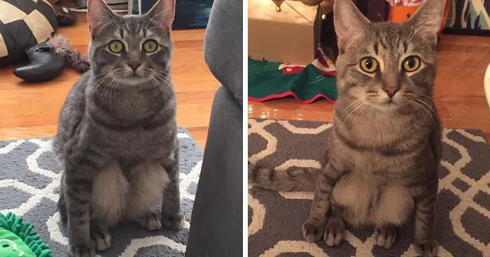 Couple Adopts A Stray Cat And Finds He's Not Like The Other Cats