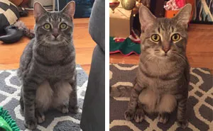 Couple Adopts A Stray Cat And Finds He's Not Like The Other Cats