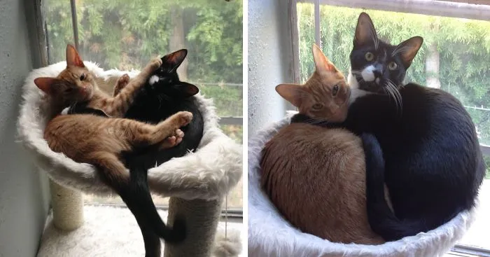2 Cats 1 Bed: Adopted Cat Brothers Continue Sleeping Together Even After They Outgrow Their Bed