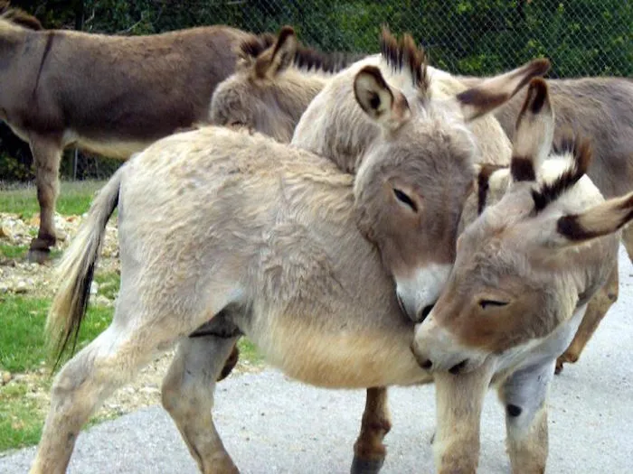 One Hug We'd Love To Be A Part Of.