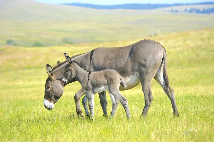 A Mom And Her Baby Take On The World Together (with Cuteness On Their Side, Of Course).