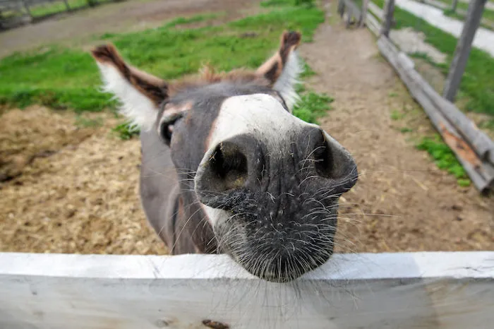 Just Look At Those Wiry Whiskers!