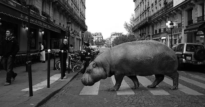 Zoo Animals Invade The Streets To Show What Tolerant Society Would Look Like