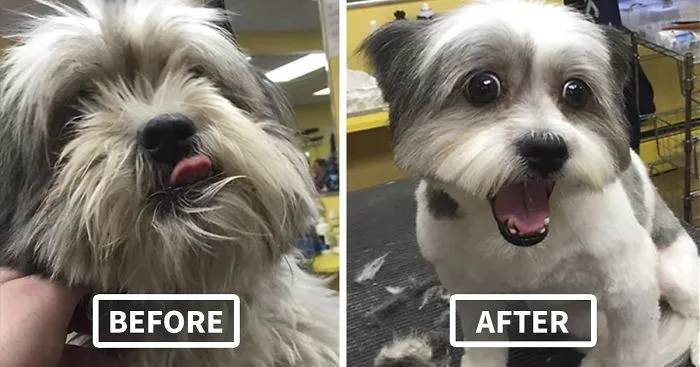 Man Gives Old Shelter Dogs Free Haircuts So They Can Finally Find Homes