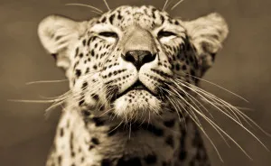 Big Cats: I’ve Spent 10 Years Photographing These Wild And Loving Creatures (Part 2)