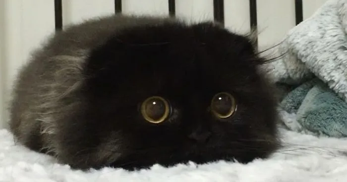 Meet Gimo, The Cat With The Biggest Eyes Ever