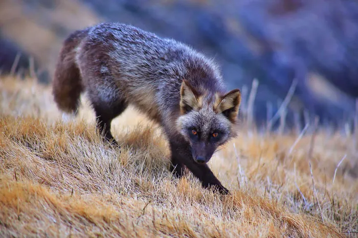 The Rare Beauty Of Black Foxes (45 Pics)