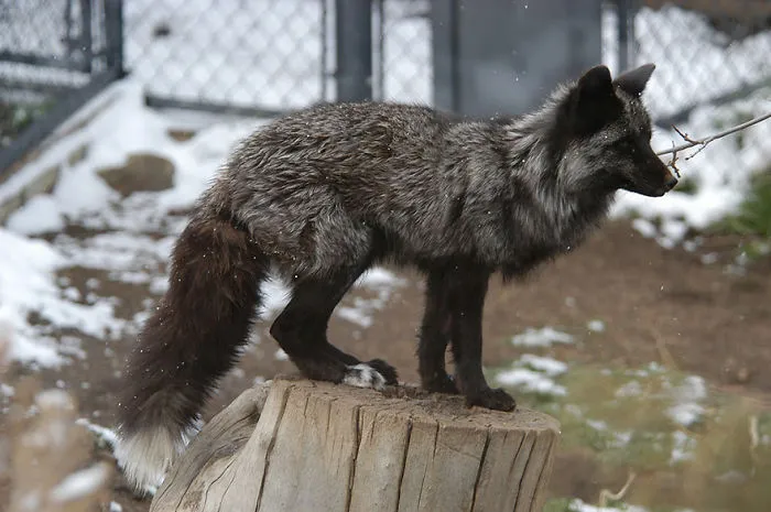 The Rare Beauty Of Black Foxes (45 Pics)