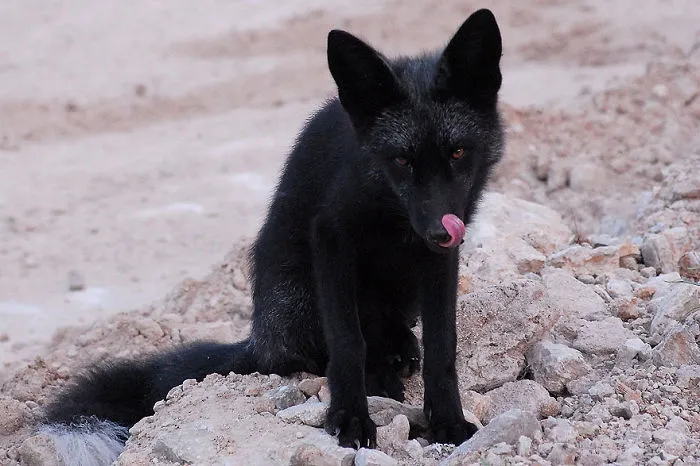 The Rare Beauty Of Black Foxes (45 Pics)