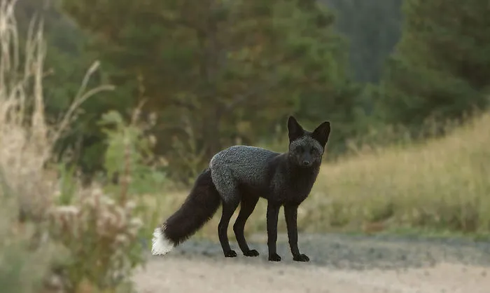 The Rare Beauty Of Black Foxes (45 Pics)