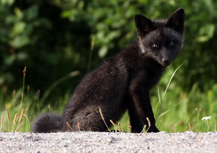 The Rare Beauty Of Black Foxes (45 Pics)