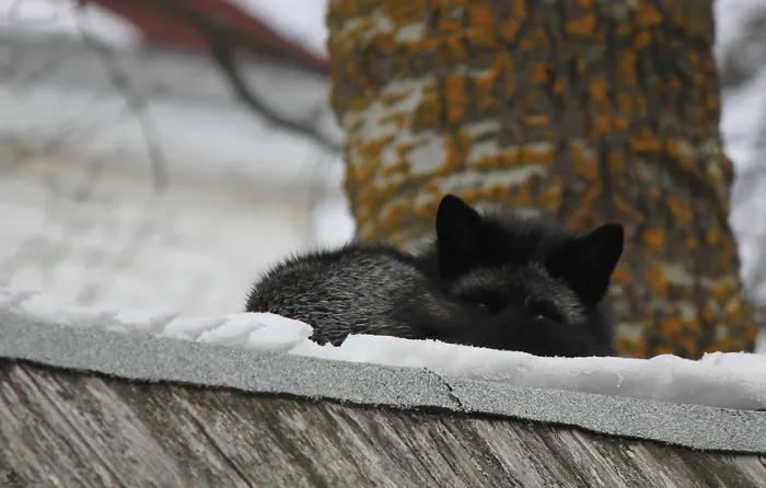 The Rare Beauty Of Black Foxes (45 Pics)