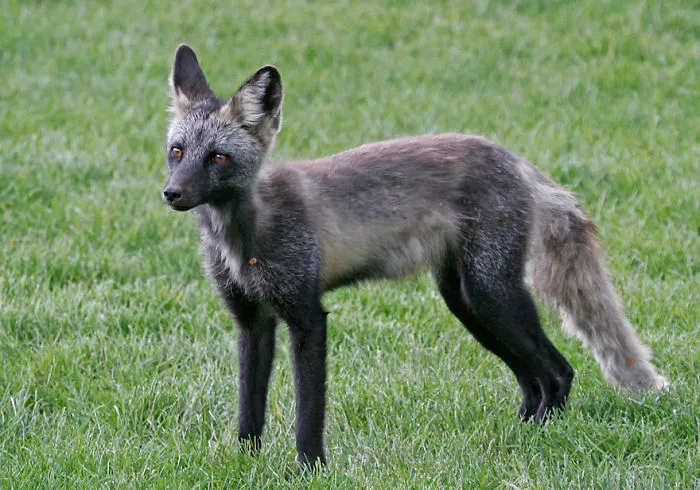 The Rare Beauty Of Black Foxes (45 Pics)