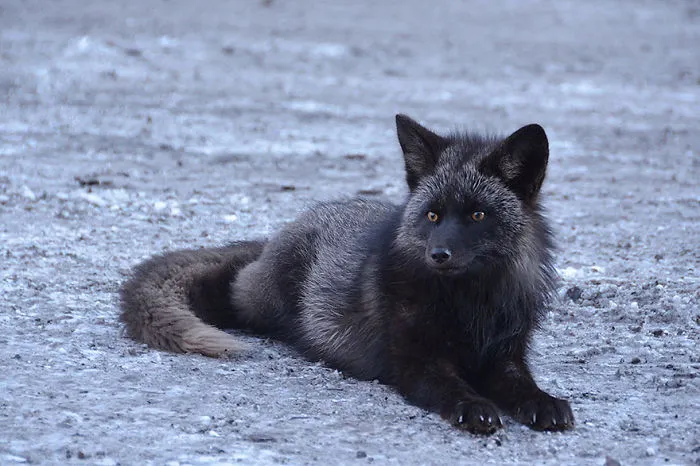 The Rare Beauty Of Black Foxes (45 Pics)