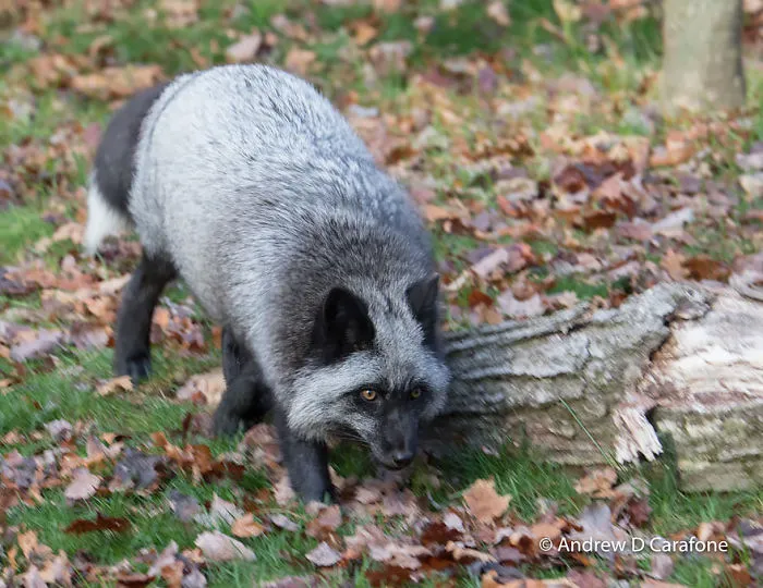 The Rare Beauty Of Black Foxes (45 Pics)