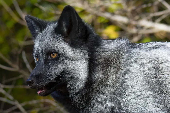 The Rare Beauty Of Black Foxes (45 Pics)
