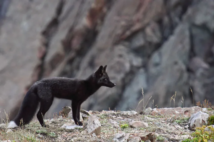 The Rare Beauty Of Black Foxes (45 Pics)