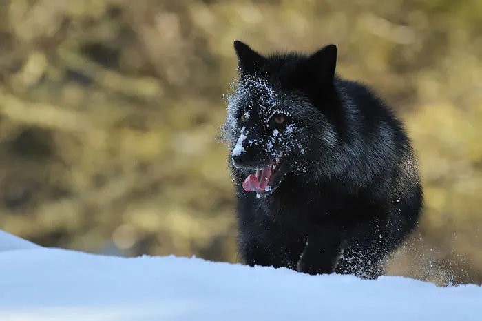 The Rare Beauty Of Black Foxes (45 Pics)