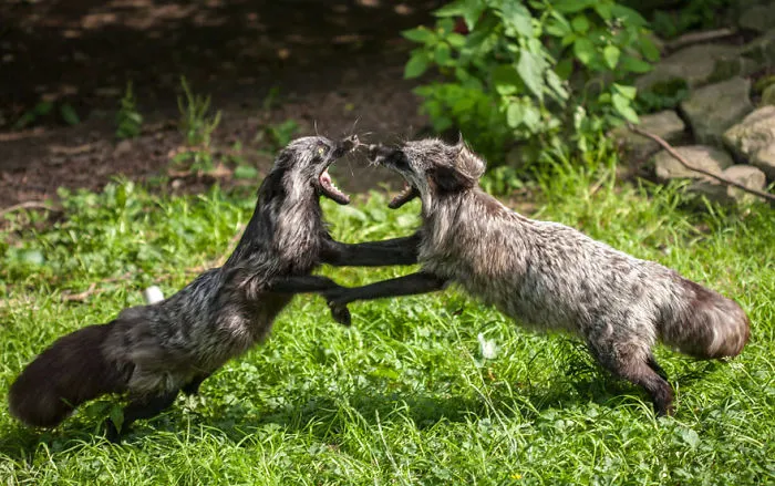The Rare Beauty Of Black Foxes (45 Pics)