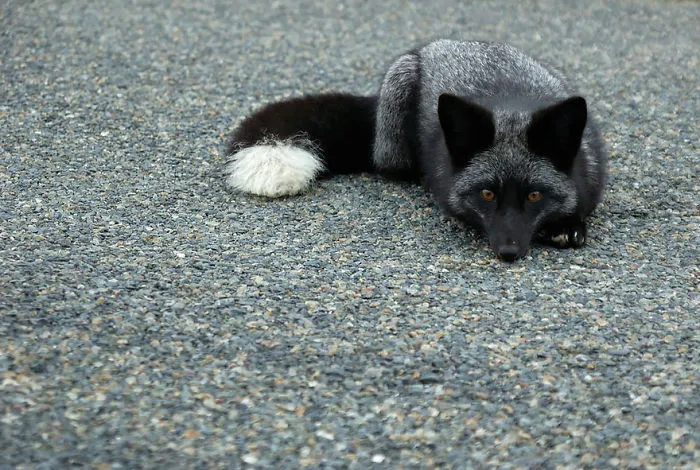 The Rare Beauty Of Black Foxes (45 Pics)