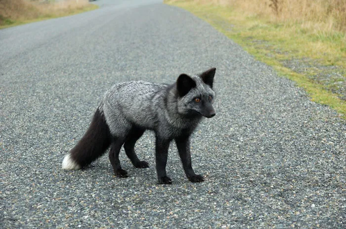 The Rare Beauty Of Black Foxes (45 Pics)