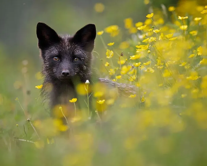 The Rare Beauty Of Black Foxes (45 Pics)
