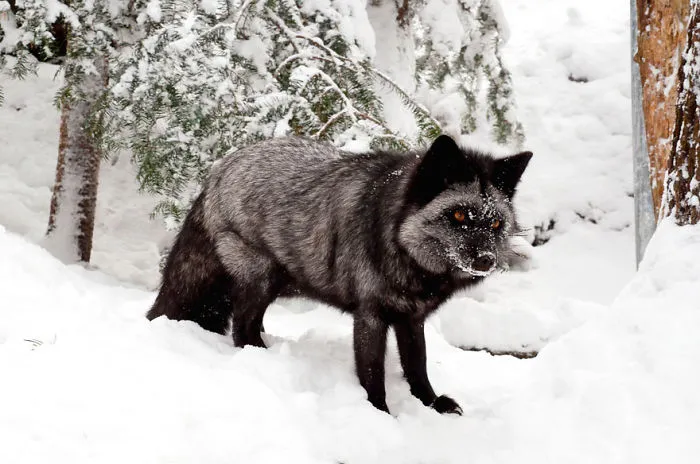 The Rare Beauty Of Black Foxes (45 Pics)