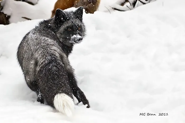 The Rare Beauty Of Black Foxes (45 Pics)