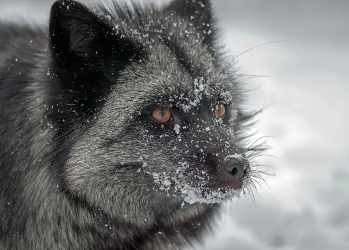 The Rare Beauty Of Black Foxes (45 Pics)
