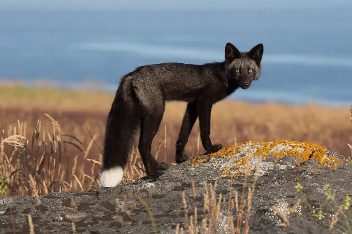 The Rare Beauty Of Black Foxes (45 Pics)