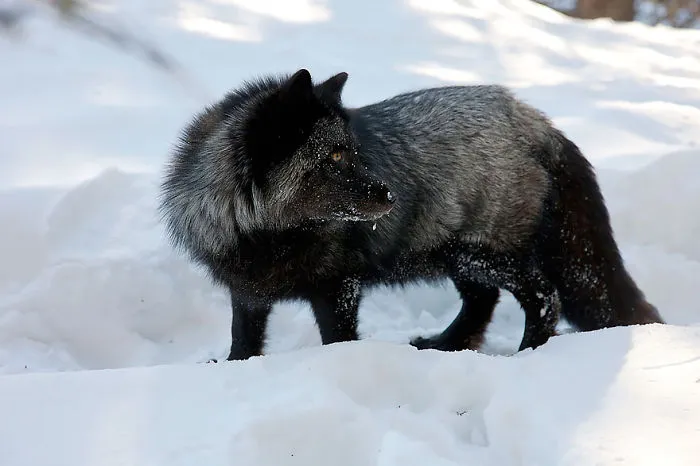 The Rare Beauty Of Black Foxes (45 Pics)
