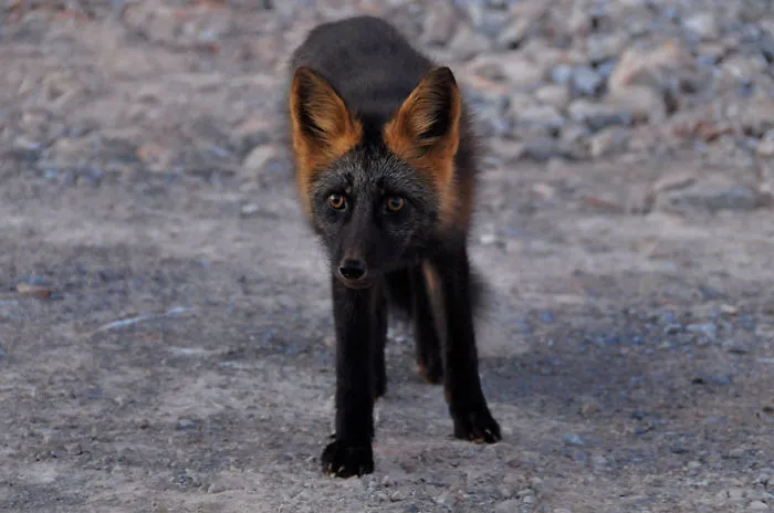 The Rare Beauty Of Black Foxes (45 Pics)