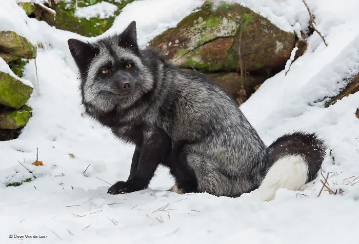 The Rare Beauty Of Black Foxes (45 Pics)