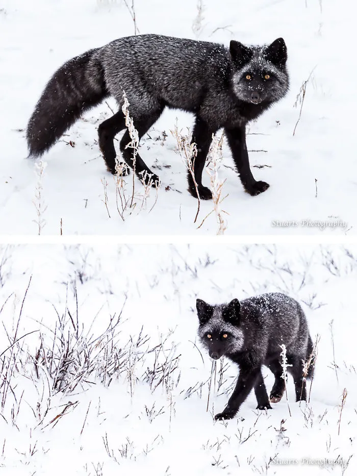 The Rare Beauty Of Black Foxes (45 Pics)