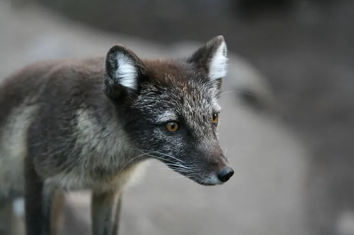 The Rare Beauty Of Black Foxes (45 Pics)