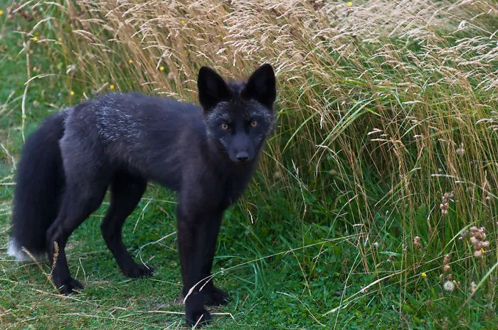 The Rare Beauty Of Black Foxes (45 Pics)