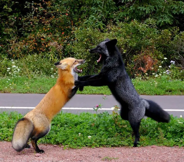 The Rare Beauty Of Black Foxes (45 Pics)