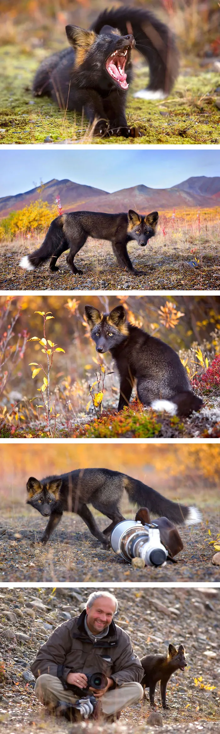 The Rare Beauty Of Black Foxes (45 Pics)