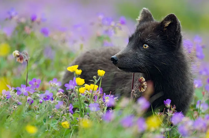 The Rare Beauty Of Black Foxes (45 Pics)