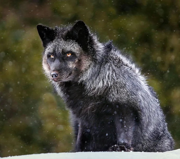 The Rare Beauty Of Black Foxes (45 Pics)