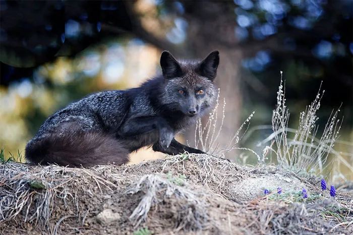 The Rare Beauty Of Black Foxes (45 Pics)