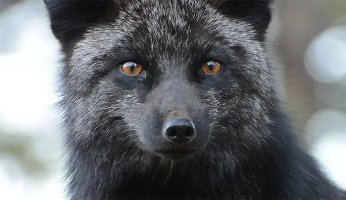 The Rare Beauty Of Black Foxes (45 Pics)