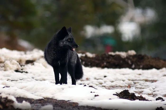The Rare Beauty Of Black Foxes (45 Pics)
