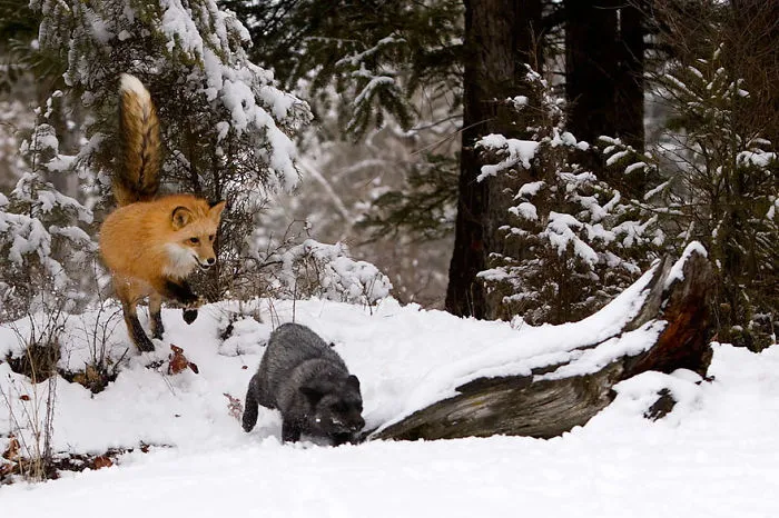 The Rare Beauty Of Black Foxes (45 Pics)