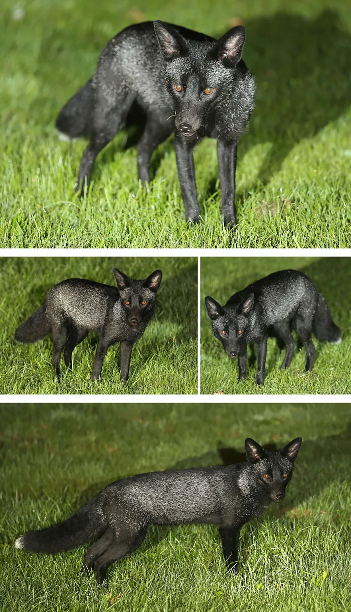 The Rare Beauty Of Black Foxes (45 Pics)