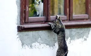 114 Cats Ready For Valentine's Day